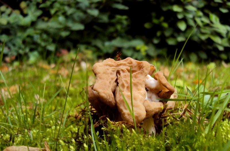 bulimia fungina al parco